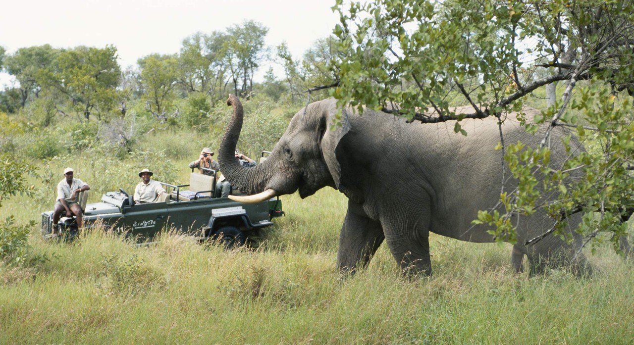 Safari-Elephant01