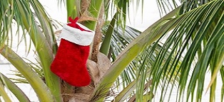 Santa stocking in plam tree