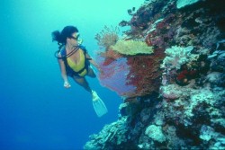 scuba diver exploring coral reef