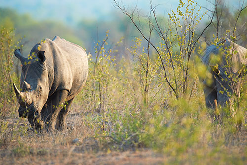 Rhinoceri roaming the wilderness