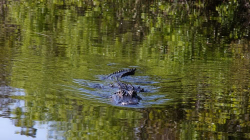 Alligator swimming in Everglades National Park