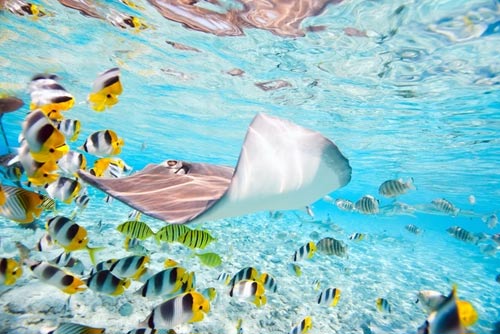 sting ray and fish swimming through aquarium
