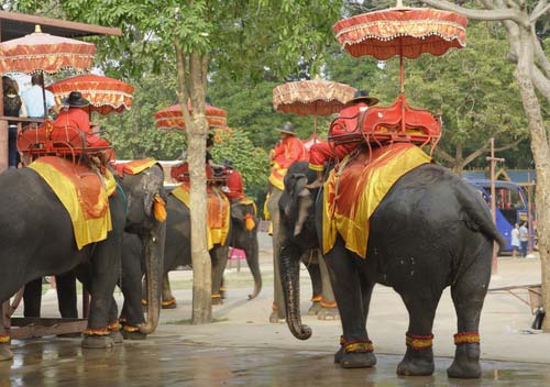 elephants giving tourists ride