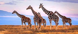 Africa