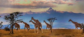 Africa